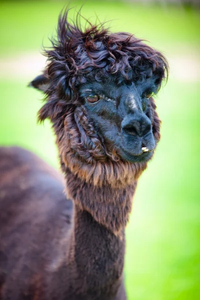 Close-up de uma bela alpaca jovem — Fotografia de Stock