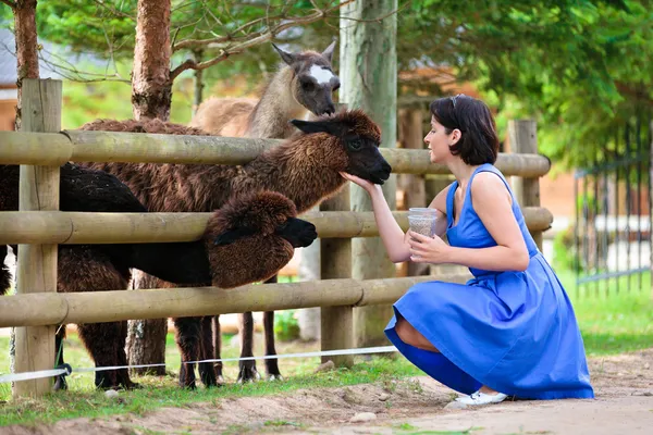 Young attractive woman feeding a group of lama — Stock Photo, Image