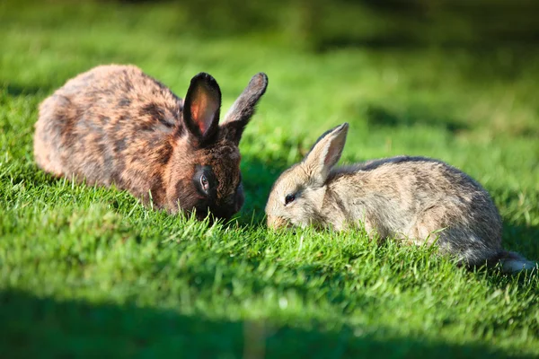 Two easter rabbits on fresh green grass — Stock Photo, Image