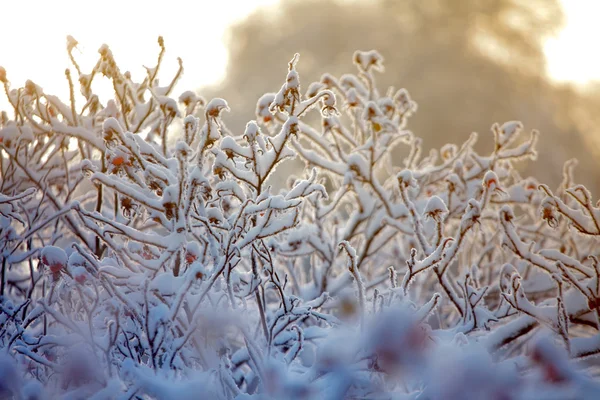 Hoarfrost on branches of bushes — Stock Photo, Image