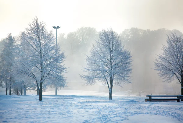 서리가 내린 나무의 겨울 풍경 — 스톡 사진