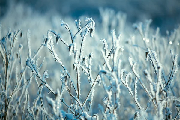 Hoarfrost on branches of bushes — Stock Photo, Image