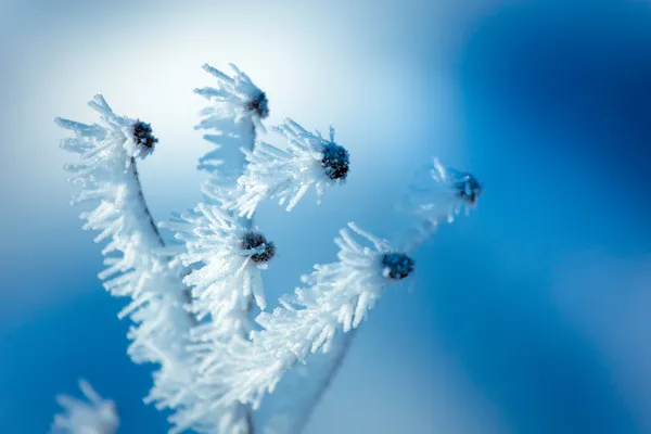 Close up of flower covered with ice and snow — Stock Photo, Image