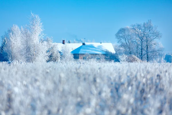Talvipuut — kuvapankkivalokuva