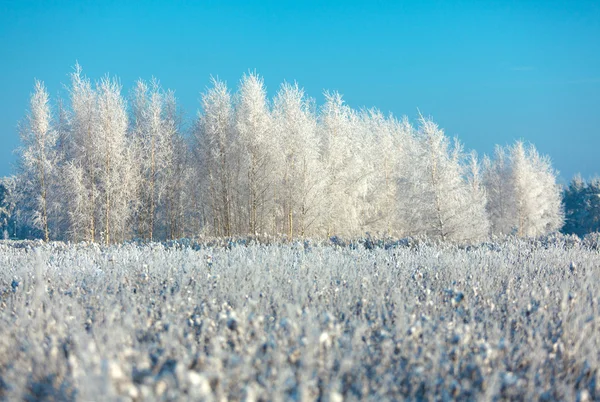 Замороженные деревья и трава на фоне голубого неба — стоковое фото
