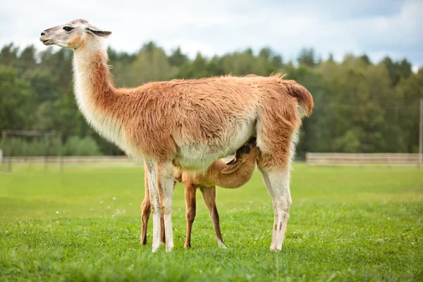 Bebé lama chupando leche — Foto de Stock