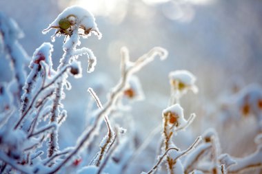 çalıların dallarını üzerinde hoarfrost
