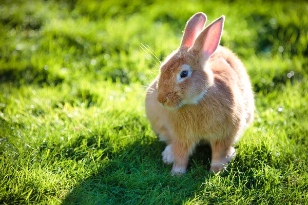 Paskalya tavşanı taze yeşil çimenlerin üzerinde — Stok fotoğraf