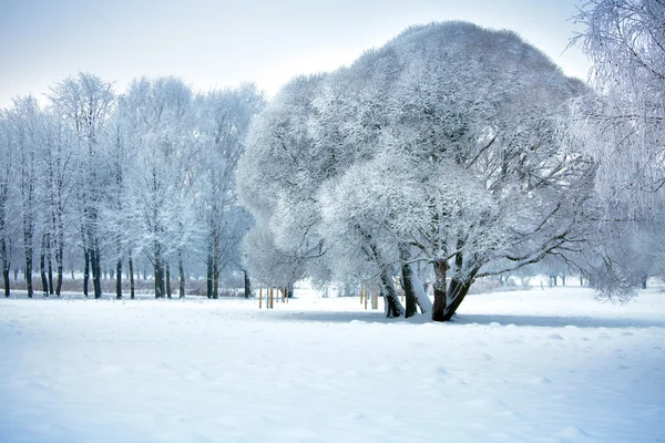 Winter bomen — Stockfoto