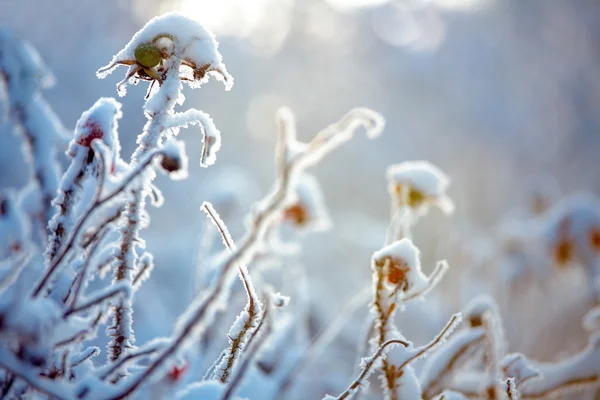 Hoarfrost sobre las ramas de los arbustos — Foto de Stock