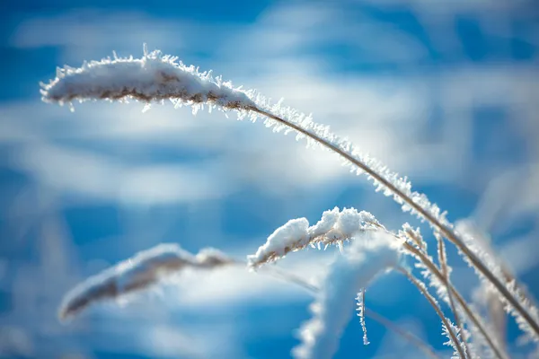 Hoarfrost on grass — Stock Photo, Image