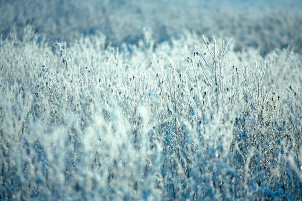 Hoarfrost on branches of bushes — Stock Photo, Image