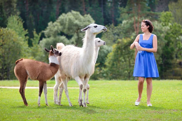 Joven mujer atractiva alimentando a un grupo de lama — Foto de Stock