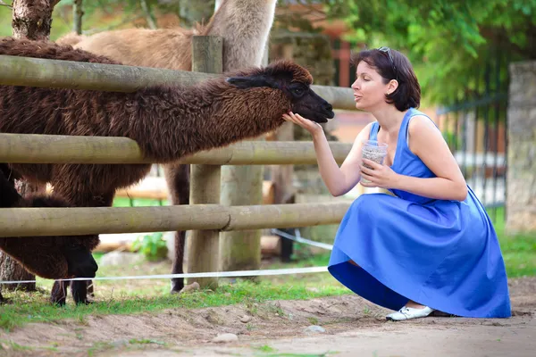 Junge attraktive Frau füttert ein Lama — Stockfoto