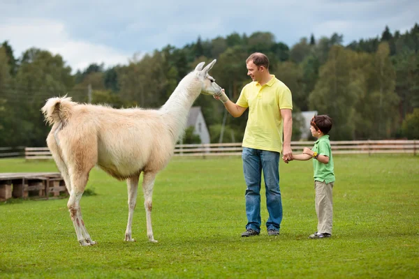 Mladý otec a jeho malý syn krmení lama — Stock fotografie