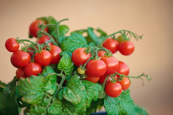 Домашние помидоры черри в кастрюле — стоковое фото