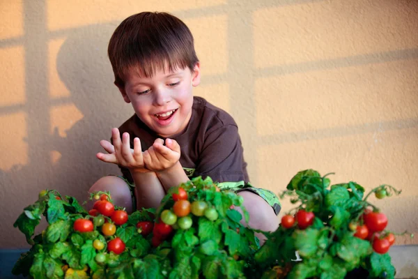 Bonito menino com tomates cereja caseiros — Fotografia de Stock