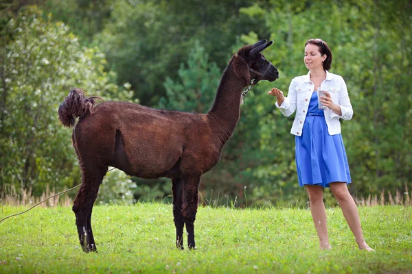 Junge attraktive Frau füttert ein braunes Lama — Stockfoto