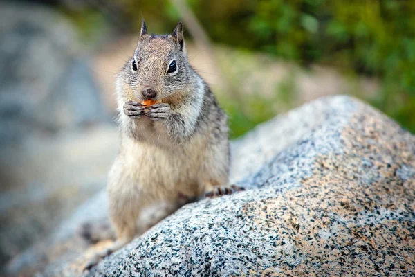 ヨセミテ国立公園でアメリカの灰色のリス — ストック写真