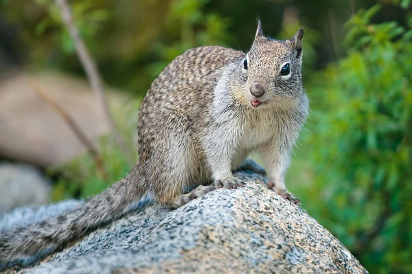 American grey squirrel at Yosemite National Park — Stock Photo, Image