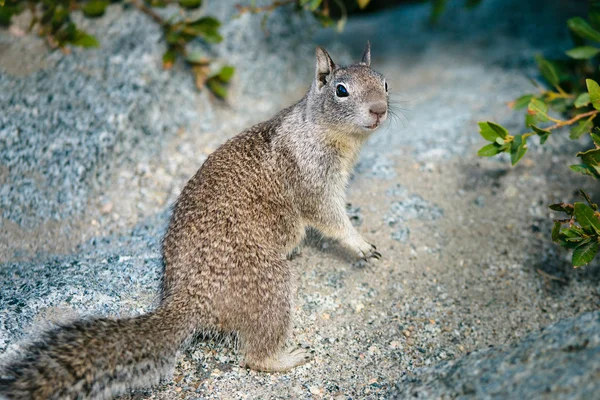 ヨセミテ国立公園でアメリカの灰色のリス — ストック写真