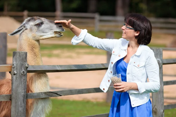 Young attractive woman feeding lama — Stock Photo, Image