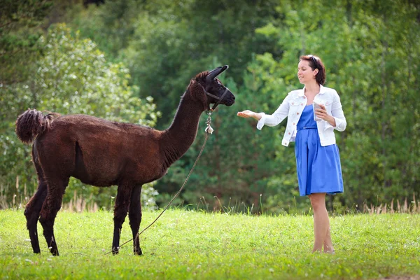 Mujer atractiva joven alimentando una alpaca marrón — Foto de Stock