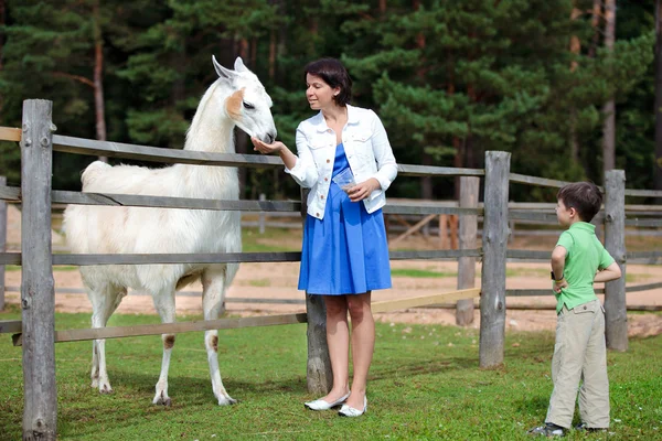 Junge Frau und ihr kleiner Sohn füttern weißes Lama — Stockfoto