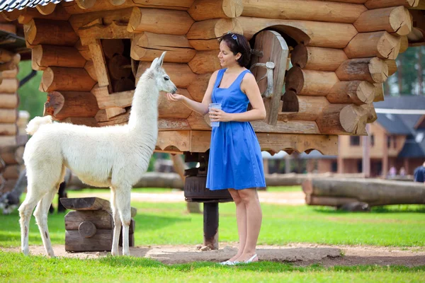 Giovane donna attraente che alimenta un lama bianco — Foto Stock