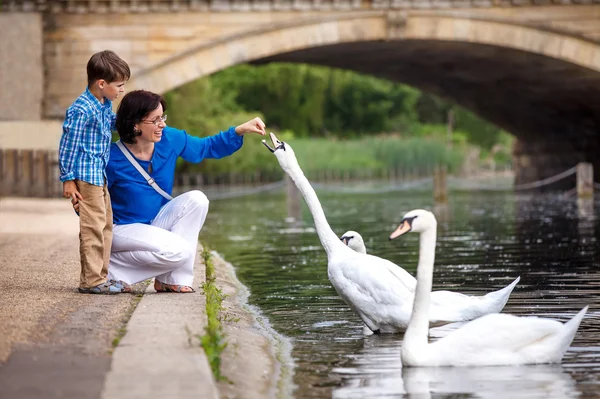 Junge Mutter und Sohn füttern Schwäne am See — Stockfoto