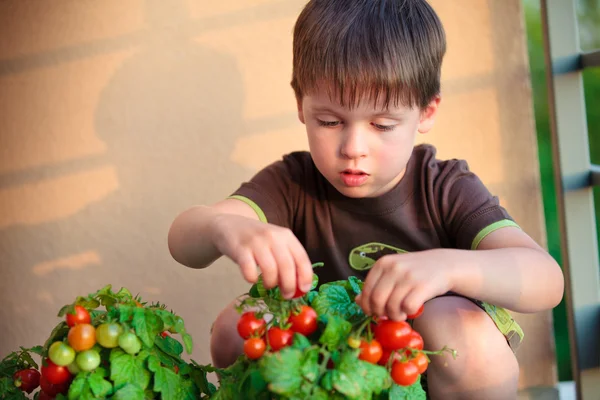 Ładny chłopczyk zebrać wychowanków pomidorkami — Zdjęcie stockowe
