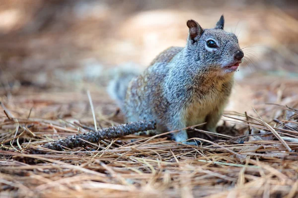 American grey squirrel at Yosemite National Park — Stock Photo, Image