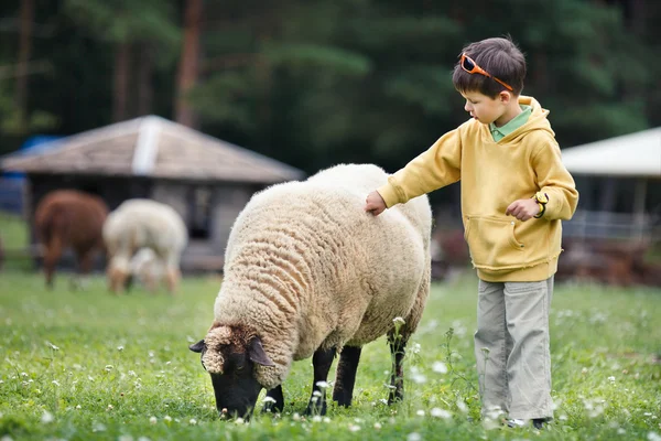 Sevimli küçük çocuk koyun besleme — Stok fotoğraf