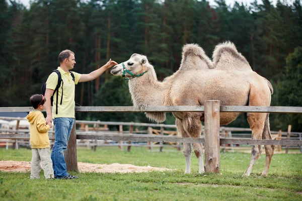 Young father and his little son looking at camel — Stock Photo, Image