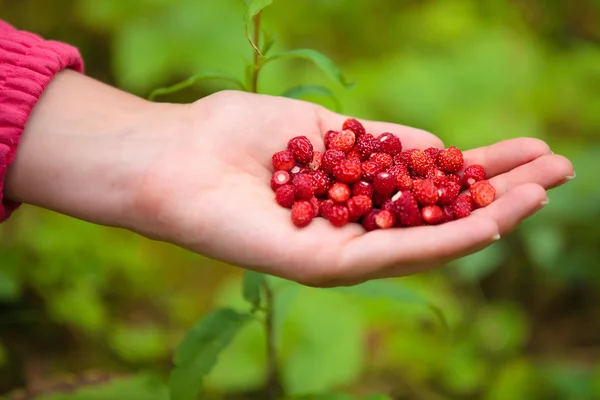 Female hand holding a handful of wild strawberries — Stock Photo, Image