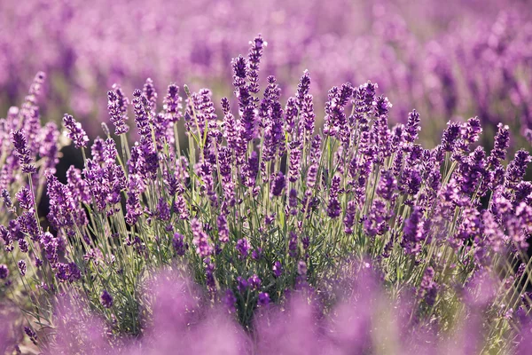 Lila lavendel blommor i fältet — Stockfoto