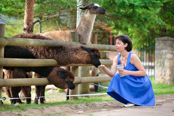 Young attractive woman feeding a group of lama — Stock Photo, Image