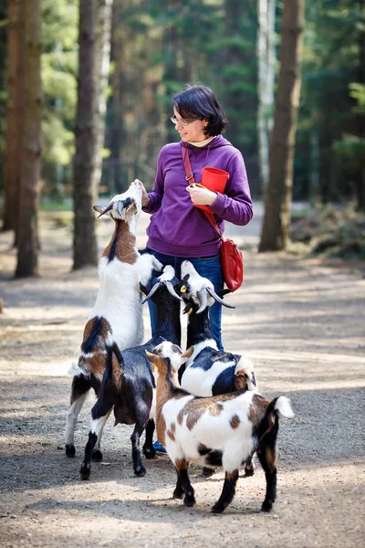 Young attractive woman feeding group of goats — Stock Photo, Image