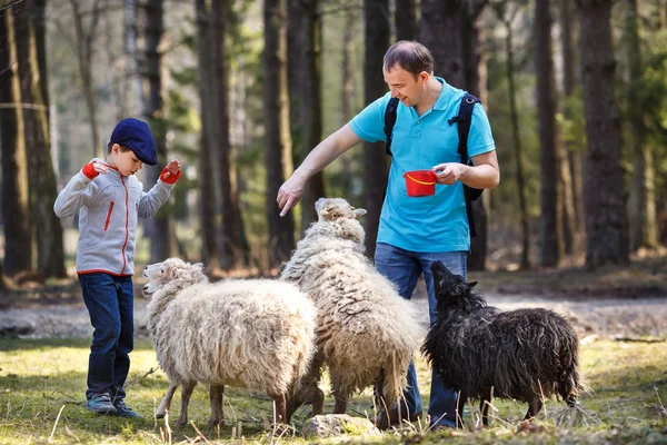 Father and his son feeding group of sheeps — Stock Photo, Image