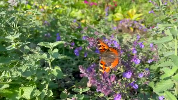 Mały Motyl Żółwi Liliowym Nepeta Kwiaty Katarii Aka Kocimiętka Piękny — Wideo stockowe