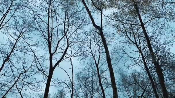 木々の冠とそれらから落ちる最後の葉を通して 秋の空の映画的な外観 ムーディー オータム スカイ シーン 映画の秋の風景 自然な背景 落ち葉 — ストック動画