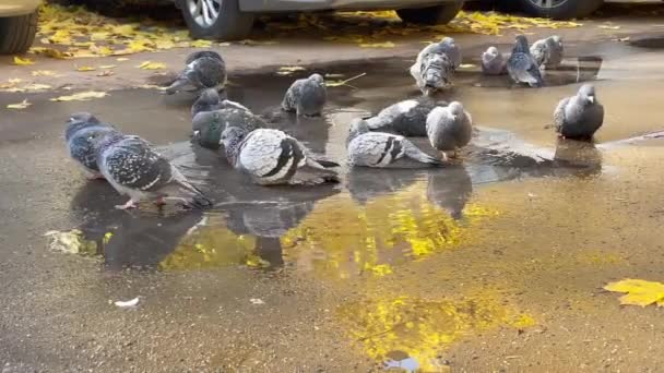 후에는 흙탕물에서 비둘기를 시킨다 의금빛은 표면에서 반사된다 — 비디오