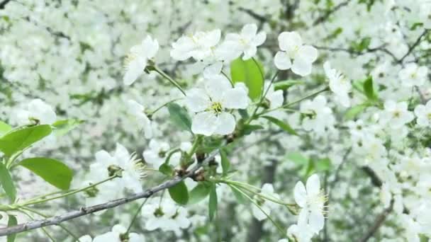 꽃피는 아름다운 자연의 아름다움 꽃피는 과일나무 — 비디오