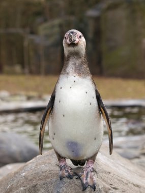 humboldt pengueni