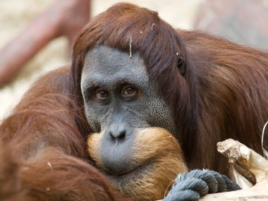 orangutan maymun