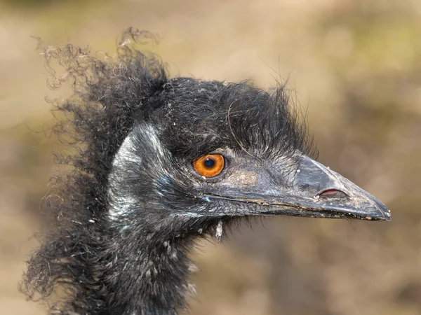 EMU devekuşu — Stok fotoğraf