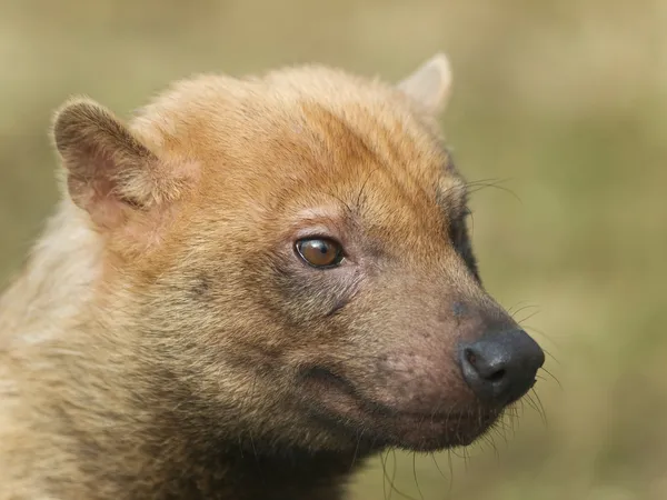 Cão Bush — Fotografia de Stock