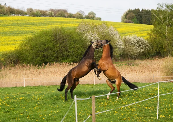 Two young horses playing together — Stock Photo, Image