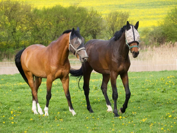 Fiatal lovak sport — Stock Fotó