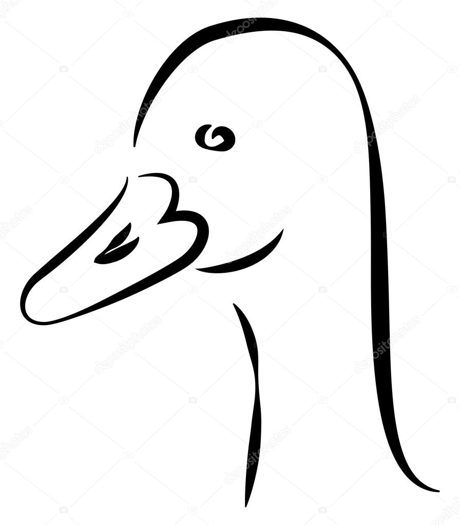 Drawn head of domestic goose